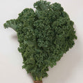 Wholesale Kale