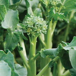 Broccolini