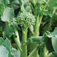 Broccolini