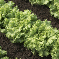 Wholesale Red Summer Crisp Head Lettuce
