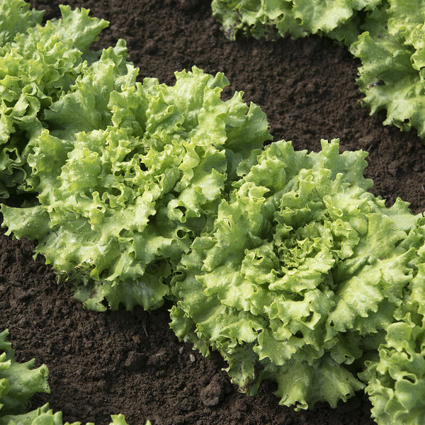 Wholesale Red Summer Crisp Head Lettuce