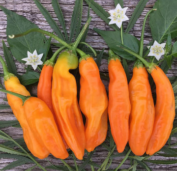 Wholesale Aji Amarillo Peppers