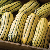 Delicata Squash product of Star Gazer Farm