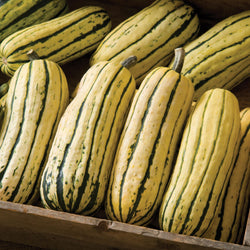 Delicata Squash product of Star Gazer Farm