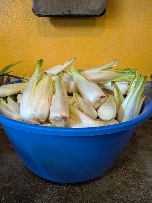 Belgian Endive