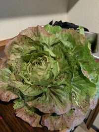 Radicchio