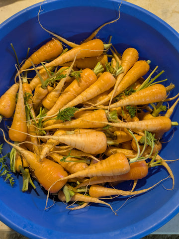 Carrots