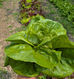 Wholesale Green Bibb