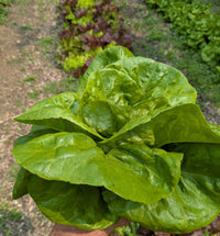 Wholesale Green Bibb