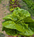 Wholesale Green Bibb
