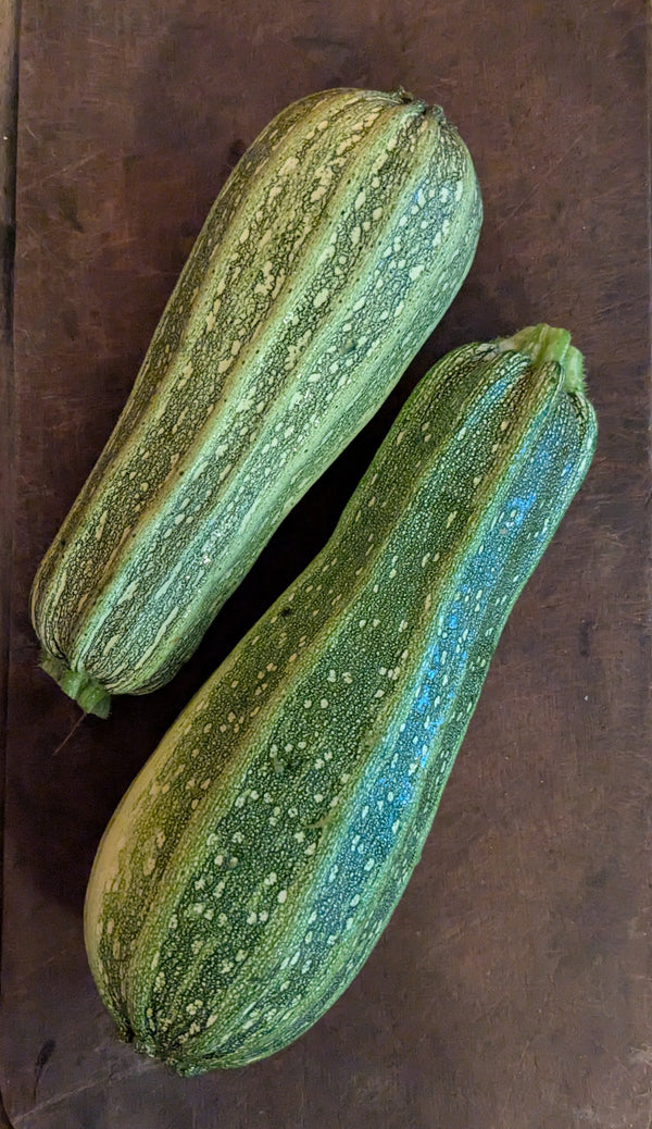 Zucchini