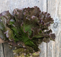 Wholesale Red Summer Crisp Head Lettuce