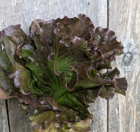 Wholesale Red Summer Crisp Head Lettuce