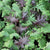 Wholesale Kale