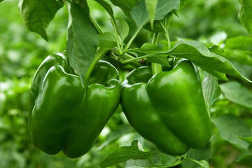 Green Pepper