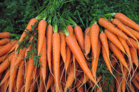 Wholesale Carrots