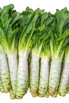 Wholesale Celtuce