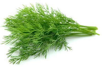 Wholesale Dill