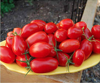 Juliet plum tomatoes