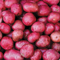 Wholesale Potatoes