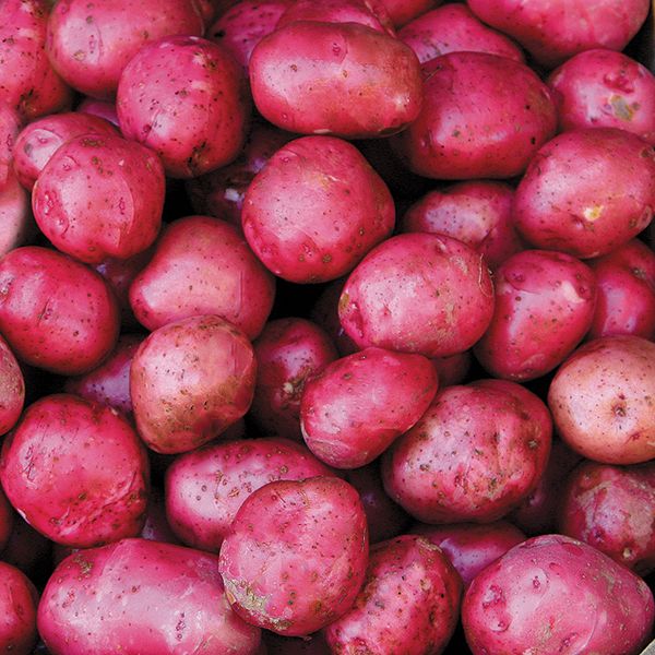 Wholesale Potatoes