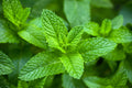 Mint