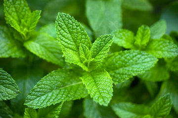 Mint