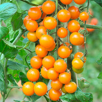 Wholesale Sungold Cherry Tomatoes