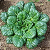 Tatsoi