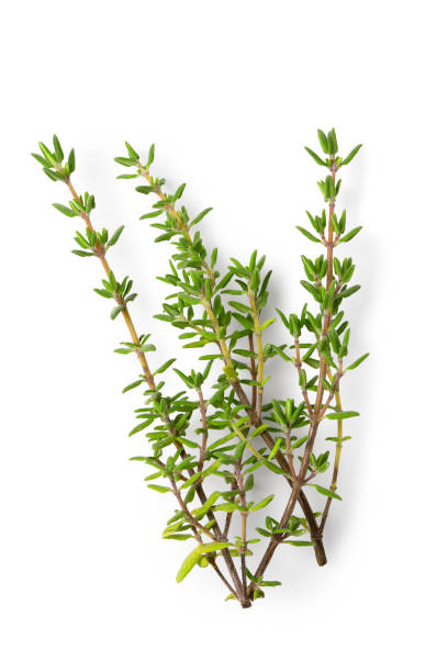 Thyme