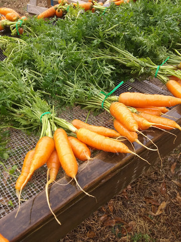Carrots