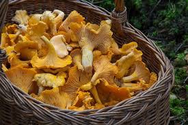 Chanterelle Mushrooms