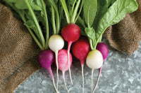 Radishes