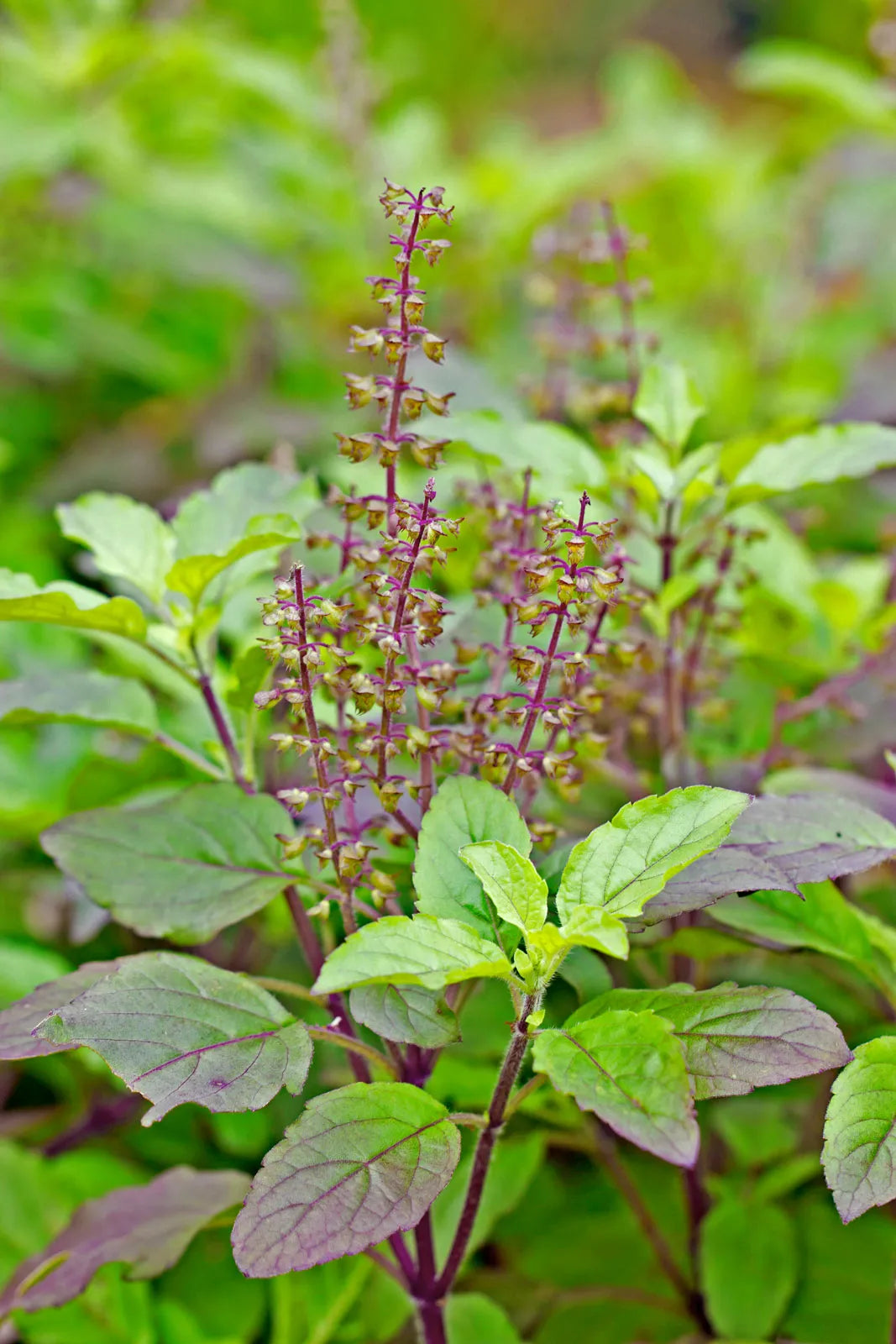 Holy Basil Tulsi Avant Gardens CSA