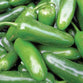 Jalapeno Peppers