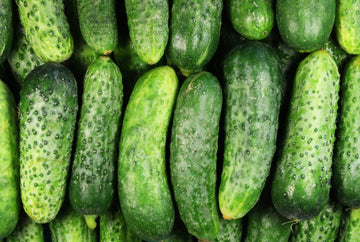Cucumber from Star Gazer Farm