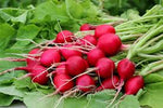 Radishes