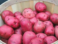 New Potatoes, Adirondack Red