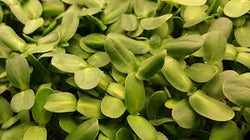 Sunflower Shoots