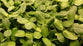 Sunflower Shoots