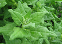 Tetragonia (New Zealand Spinach)