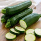 Zucchini from Star Gazer Farm